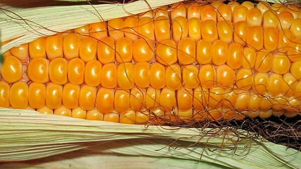 Was man bei der Keto-Diät nicht essen sollte